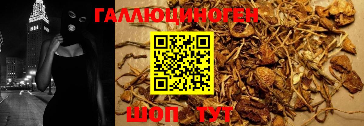 Псилоцибиновые грибы Psilocybine cubensis Алексеевка